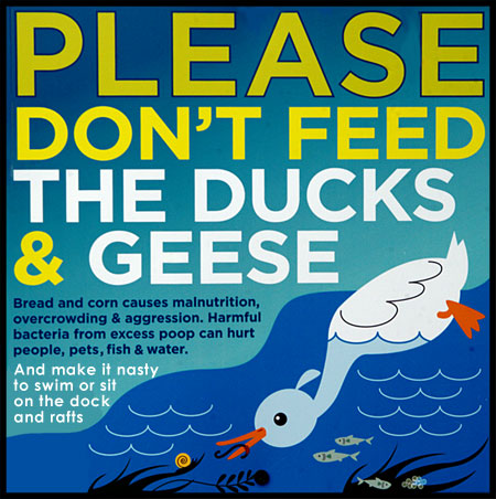 Do not feed the waterfowl